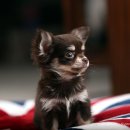 히든밸리켄넬 이미지