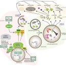 Nutrient Sensing Mechanisms and Pathways 이미지