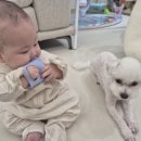 퍼피원데이 이미지