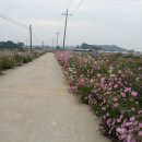 황소 농장 이미지