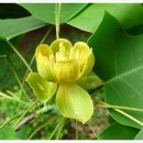 5월 13일 백합나무 (Tulip tree Yellow poplar) 이미지