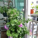 그린아이즈 Daum카페