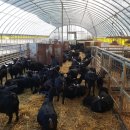 황혼농장 이미지