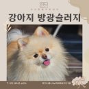 이산동물의료센터 | 시흥 연성동 동물병원 이산동물의료센터에서 강아지 방광슬러지에 대해 알려드립니다.