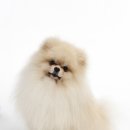 365동물병원 분당점 이미지