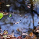 양평-용문-용문-5 이미지