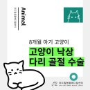 동아엑스레이(X-RAY)메디컬 | 남양주 고양이 낙상 골절 수술 _ 증상 및 정강이뼈 골절, 플레이트로 정교하게 복구
