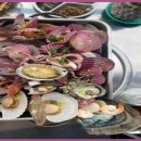 지금조개 이미지