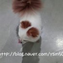 원더우멍 이미지