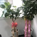 파이널 태권도 멀티짐 이미지