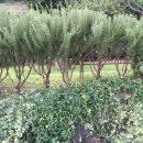 로즈마리 펜션 이미지