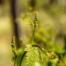 낭만주의 예술가곡으로 떠나는 여행 | 멘델스존 / '독창 가곡집 Op.8' 중 <봄 노래> <마녀의 노래> - 청춘의 순수한 서정을 맑은 선율로...