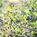 씨돌농장 이미지