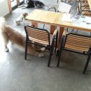 퍼피앤허니 이미지