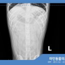 마인동물의료센터 이미지