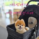 썸레스트 | 가평가볼만한곳 가평 애견동반카페 니드썸레스트 내돈내산 후기