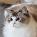 봉봉캐터리 이미지