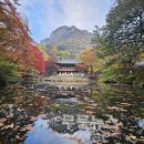 가을 절정 전남 장성 백양사, 붉게 물든 애기단풍 장관, 무등뉴스 이미지