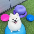 놀러오개 애견유치원 애견호텔 기흥점 이미지