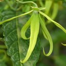 일랑일랑 이미지