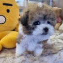 천사파트너 | 내 삶에 찾아온 천사, 건강하고 행복한 애견분양 이야기