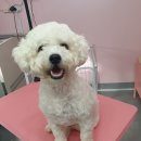 DOG LOVE WITH 란 이미지