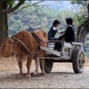 소달구지 - 중구 퇴계로4길 28 | 소달구지