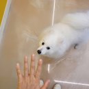 레오네식탁 이미지