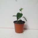 꽃;그린피아