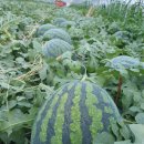 비발디의아침 이미지