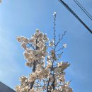 진해 드림로드 벚꽃 웅산 등산 청룡사 천자봉해오름길 진달래