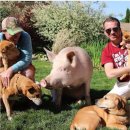 거구돼지 이미지