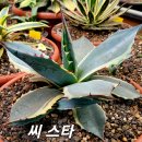 씨-스타 이미지