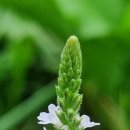 청수 곶자왈 이미지