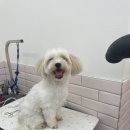 둘리애견미용샵 이미지