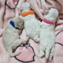 켄넬203 말티푸분양, 미니비숑분양 | 청담미니비숑분양 브리더운영 켄넬203 전문견사분양공간