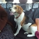 펫어디가 이미지