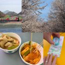 궁무인텔 | 2026 금산 벚꽃축제 후기 (주차·코스·먹거리 총정리 꿀팁 총정리!)