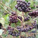 정진석농장 이미지