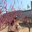 (주)나루건설 | 김해 가볼만한곳 용당나루 매화 실시간 건설공고 봄꽃 명소 추천