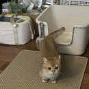 케이엠스타 | 가성비 고양이 화장실 + 사막화방지 매트 내돈내산 솔직후기 ෆ