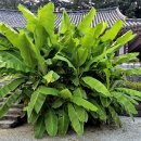 선문염송설화 이미지