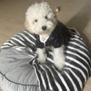 그루멍실 이미지