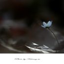 들꽃카페 이미지