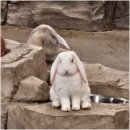 가가동물원 이미지