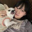 지엔스 | 당진시 반려동물등록증 발급과 강아지 목걸이 지엔스 인식표 추천 : 뿌꾸의 신분증 발급 후기