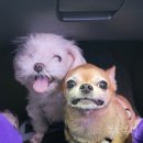 써니댕 | 청주시 세종시 애견동반 바베큐장!! [문암생태공원]