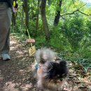 예곡 | 전주 근교 꽃구경 완주 애견 동반 여행 가볼만한곳 화산꽃동산
