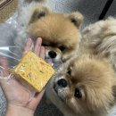 원두네 멍냥백서 | [부산애견수제간식] 부산 시청 애견수제간식 전문점 &#39;원두네 멍냥백서&#39;