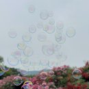 Bubble pop 네이버블로그